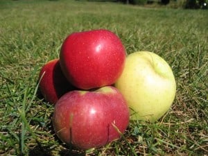 apples 2 apples 2