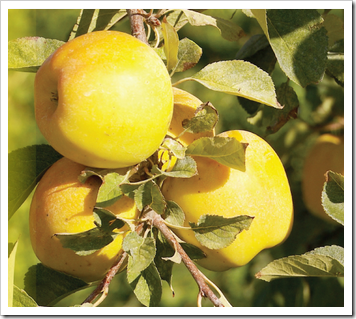 Opal apple growing