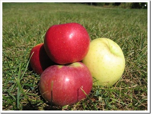 apples are not genetically modified