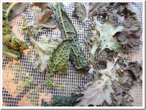dehydrating greens (8) (475x356)