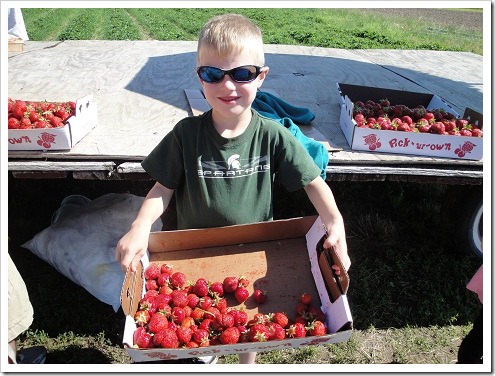 strawberry picking 2011a