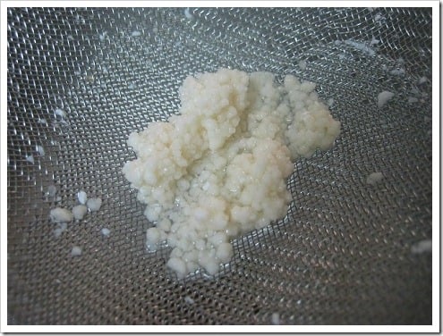 Kefir Grains Rinsed