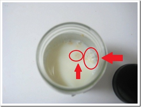 New Kefir Grains in Milk