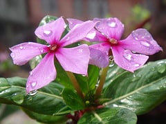 flower1