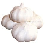 garlic garlic