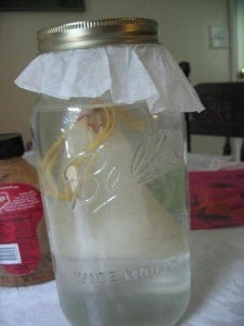 img_7377 How to make water kefir
