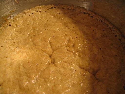 sourdough sponge