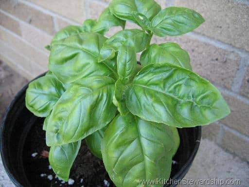 basil