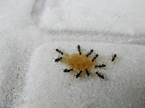 get rid of little black ants in the house