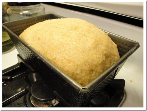 happy housewife rolls (10) (475x356)