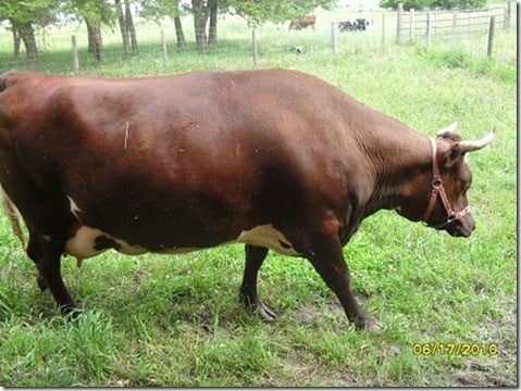 grassfed cows (1)