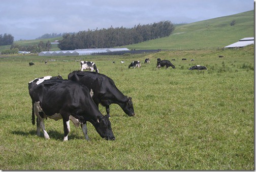 Green Valley Organics Certified Humane Cow Dairy