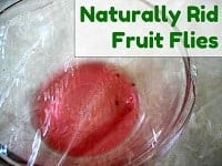 Naturally Catch Fruit Flies/ Naturally Catch Fruit Flies