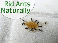 Get Rid of Ants Naturally/ Get Rid of Ants Naturally
