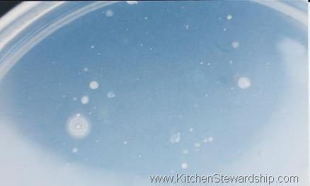 simple blender hummus recipe simple blender hummus recipe