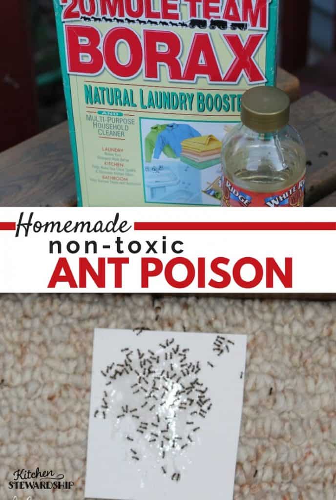 How to Make Homemade NonToxic Ant Poison