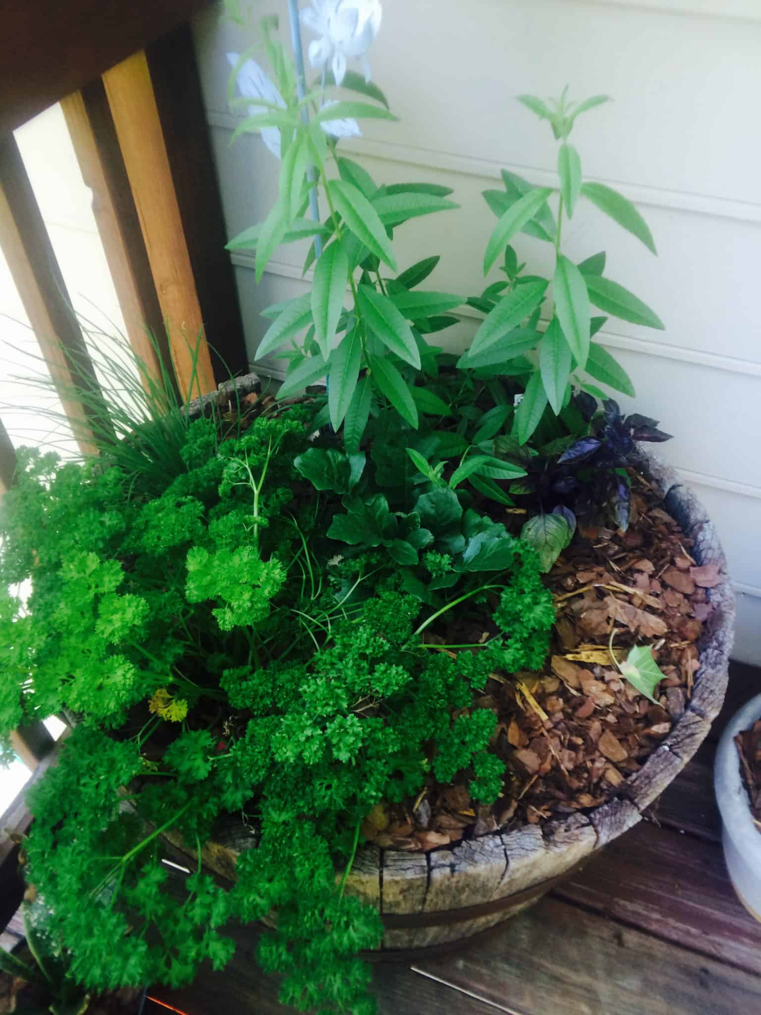 Herbs in a container garden