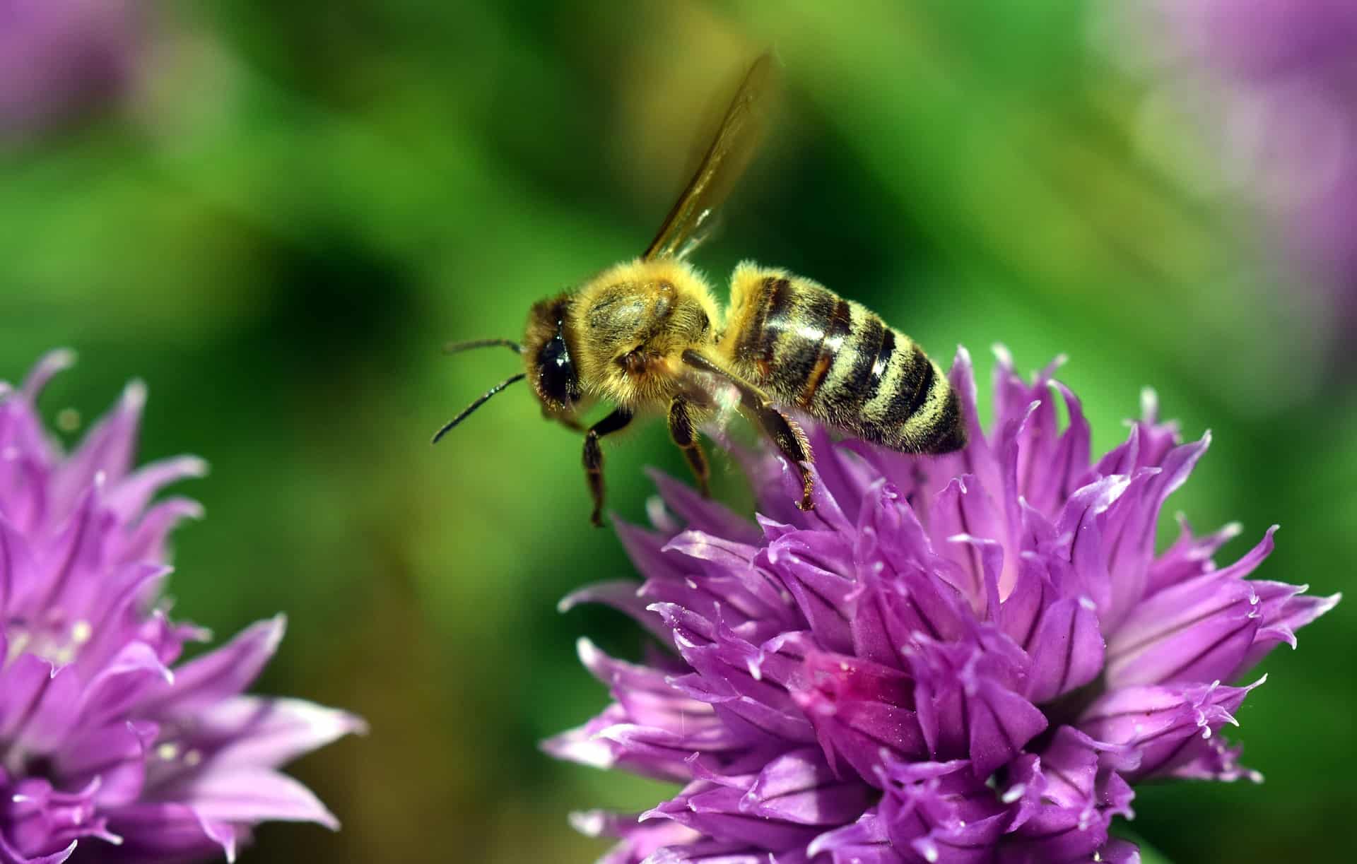 Bee on chive blossom