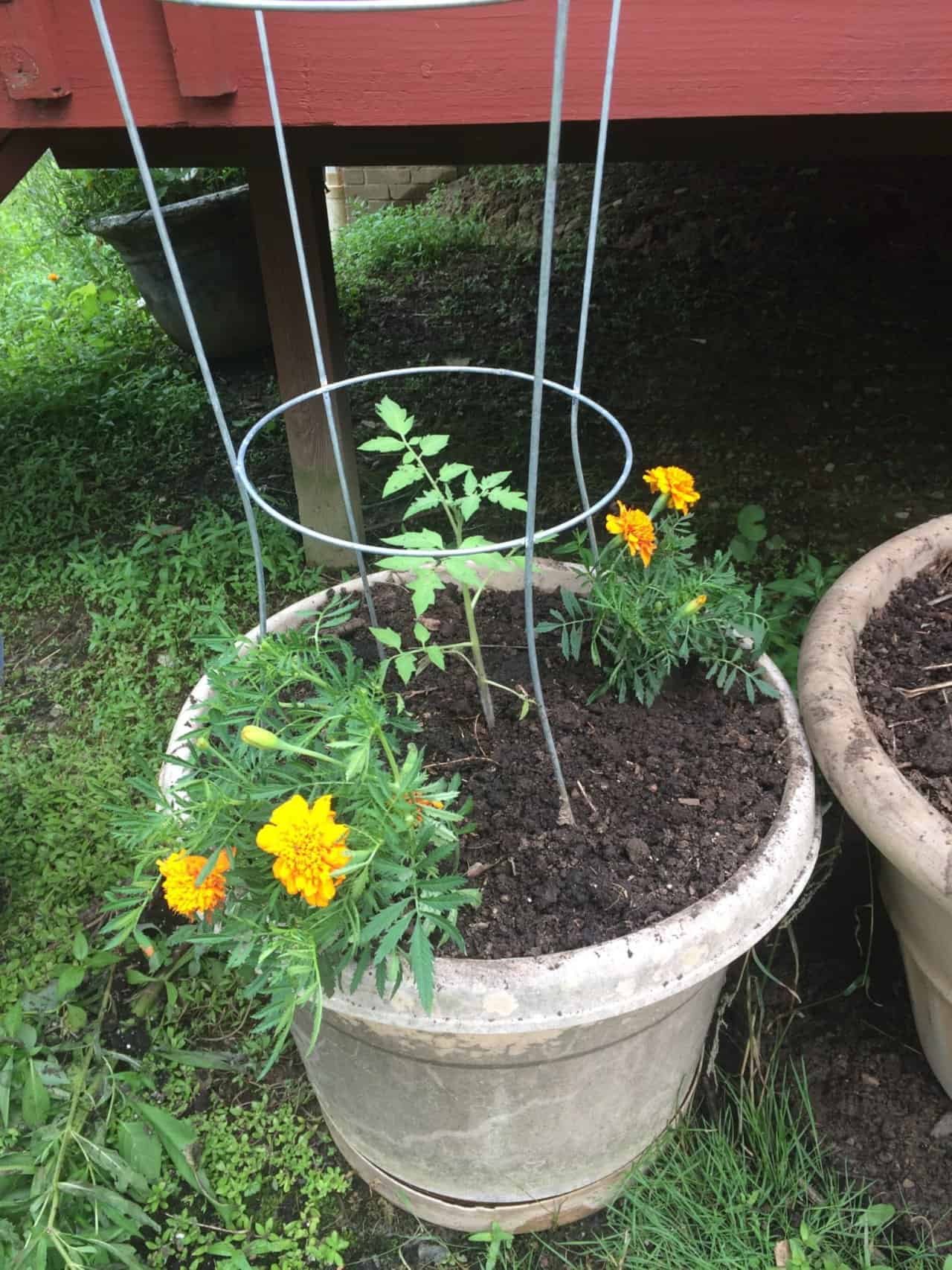 Some plants grow well together to deter pests and attract pollinators. Marigolds and tomatoes