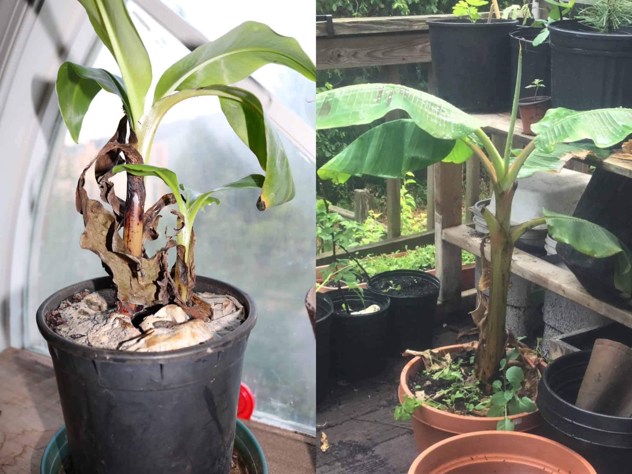 Some plants can take years to begin producing fruit, but have other benefits in the mean time. Banana tree