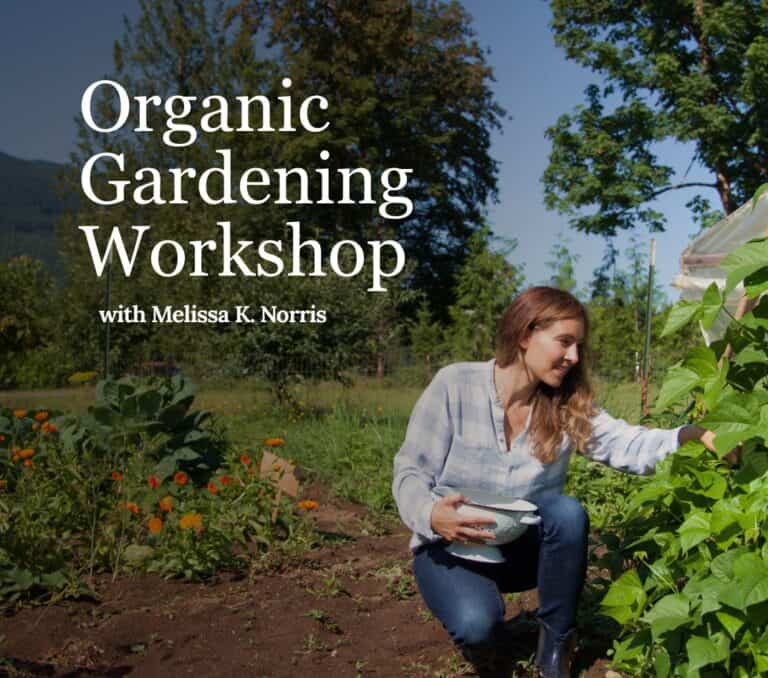 Lazy Gardening 101: Grow Your Own Food with Minimal Effort