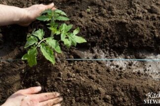 tomato planting in soil